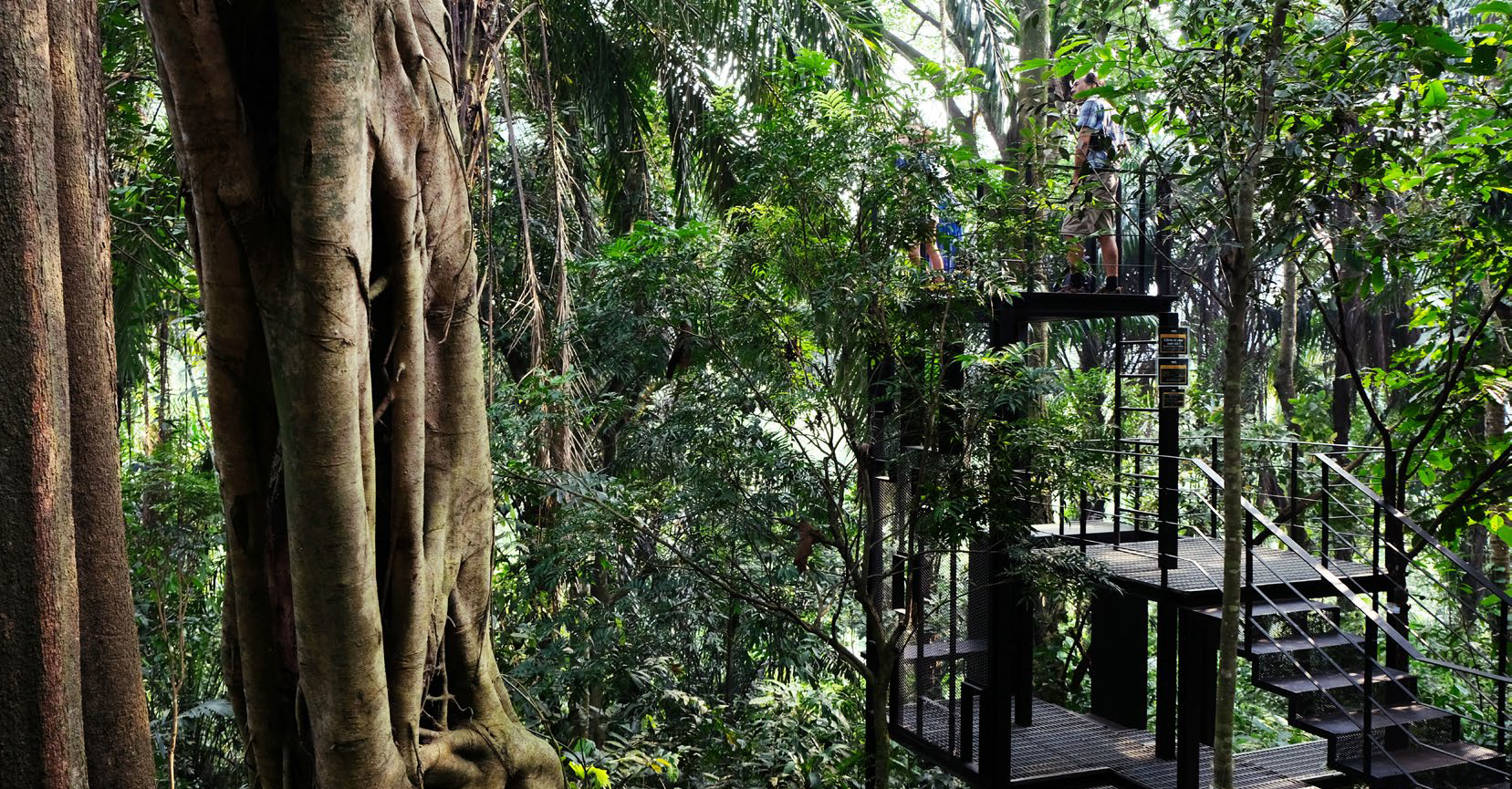 Ireka | Kuala Lumpur's Green Jewel – Taman Tugu Urban Forest Park